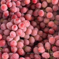 new season high quality red globe grapes